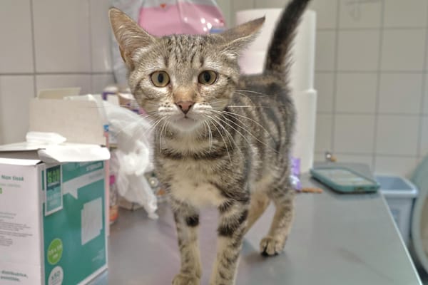 Zia (en cours d'adoption)