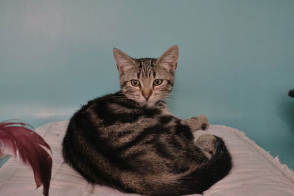 Zia (en cours d'adoption)
