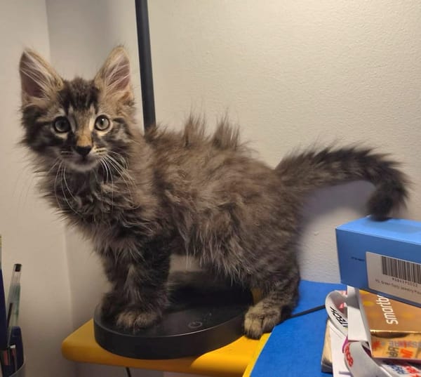 CEYLON A ADOPTER AVEC UN CHAT DÉJÀ PRÉSENT CHEZ VOUS