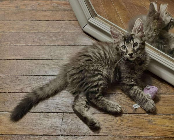 CEYLON A ADOPTER AVEC UN CHAT DÉJÀ PRÉSENT CHEZ VOUS
