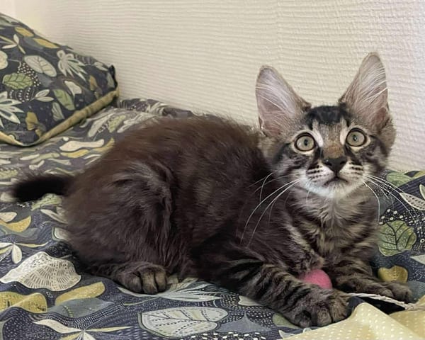 CEYLON A ADOPTER AVEC UN CHAT DÉJÀ PRÉSENT CHEZ VOUS