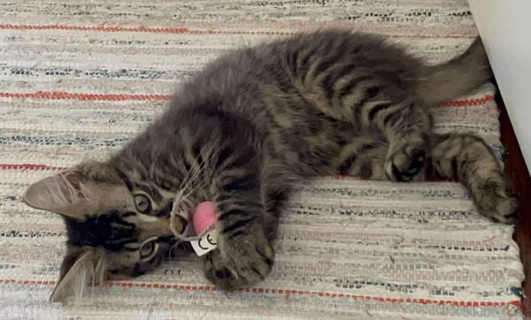 CEYLON A ADOPTER AVEC UN CHAT DÉJÀ PRÉSENT CHEZ VOUS