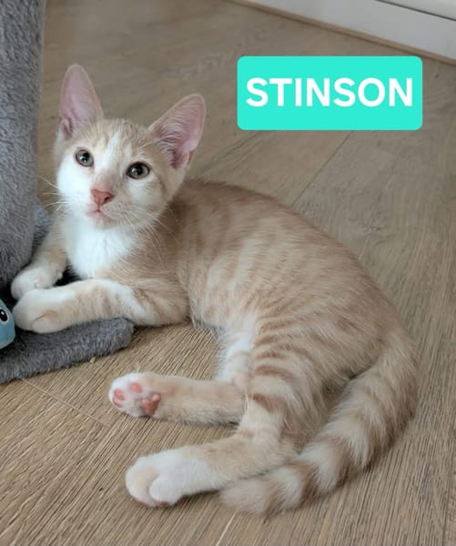 STINSON ET MOSBY À ADOPTER ENSEMBLE