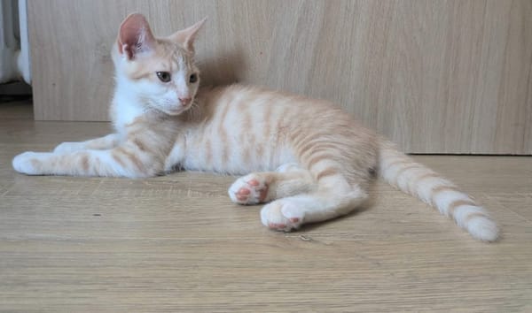 STINSON ET MOSBY À ADOPTER ENSEMBLE