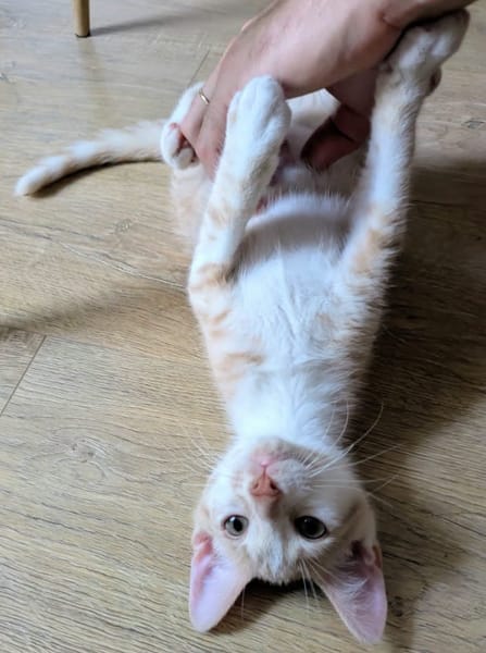 STINSON ET MOSBY À ADOPTER ENSEMBLE