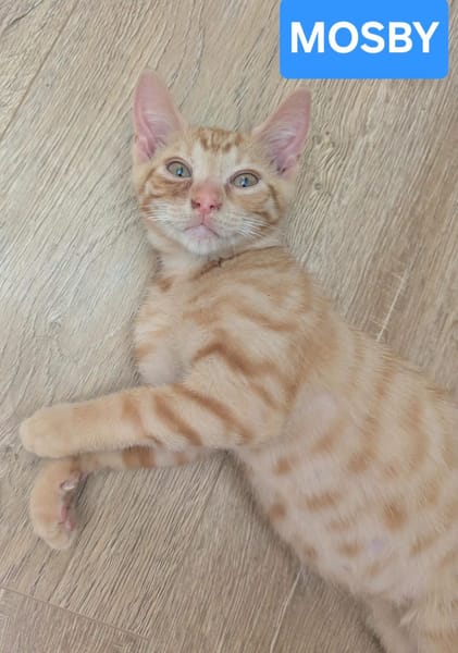 STINSON ET MOSBY À ADOPTER ENSEMBLE