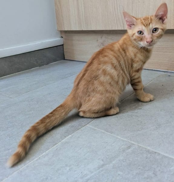 STINSON ET MOSBY À ADOPTER ENSEMBLE