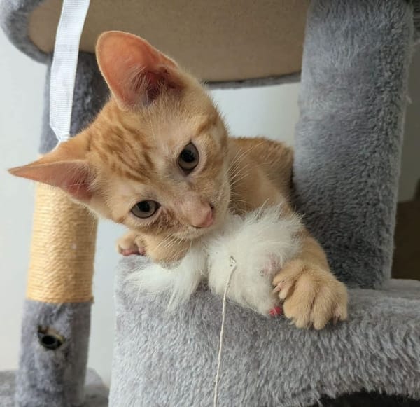 STINSON ET MOSBY À ADOPTER ENSEMBLE