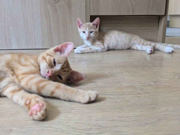 STINSON ET MOSBY À ADOPTER ENSEMBLE