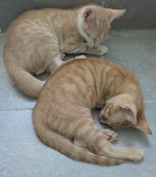 STINSON ET MOSBY À ADOPTER ENSEMBLE