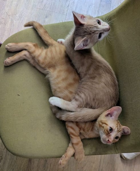 STINSON ET MOSBY À ADOPTER ENSEMBLE