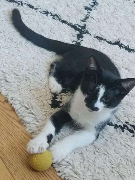 PISTON A ADOPTÉ AVEC FILON OU COMBINE OU SEUL SI DÉJÀ UN CHAT PRÉSENT CHEZ VOUS