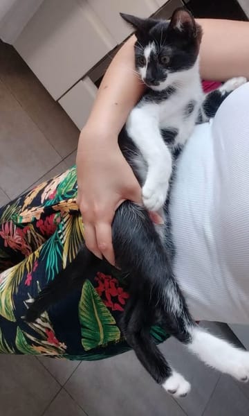 PISTON A ADOPTÉ AVEC FILON OU COMBINE OU SEUL SI DÉJÀ UN CHAT PRÉSENT CHEZ VOUS
