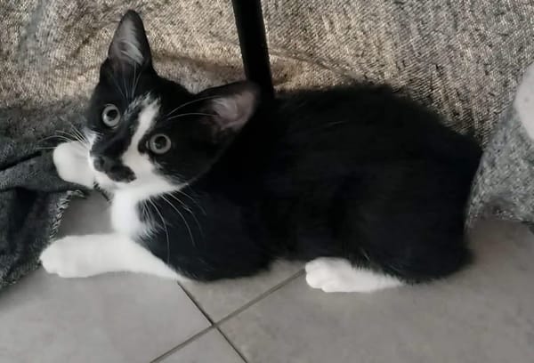 PISTON A ADOPTÉ AVEC FILON OU COMBINE OU SEUL SI DÉJÀ UN CHAT PRÉSENT CHEZ VOUS