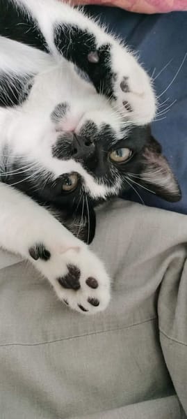 PISTON A ADOPTÉ AVEC FILON OU COMBINE OU SEUL SI DÉJÀ UN CHAT PRÉSENT CHEZ VOUS