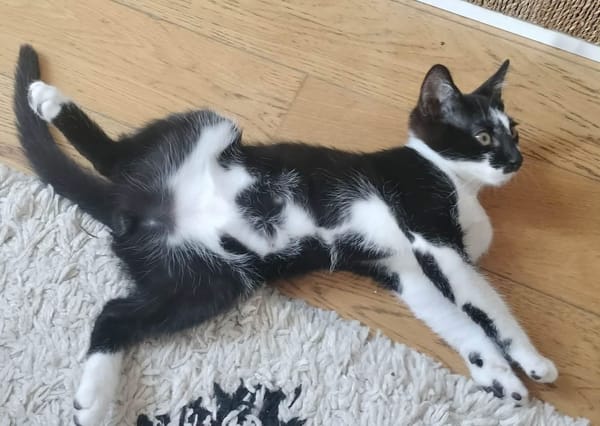 PISTON A ADOPTÉ AVEC FILON OU COMBINE OU SEUL SI DÉJÀ UN CHAT PRÉSENT CHEZ VOUS