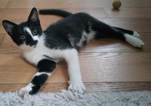 PISTON A ADOPTÉ AVEC FILON OU COMBINE OU SEUL SI DÉJÀ UN CHAT PRÉSENT CHEZ VOUS