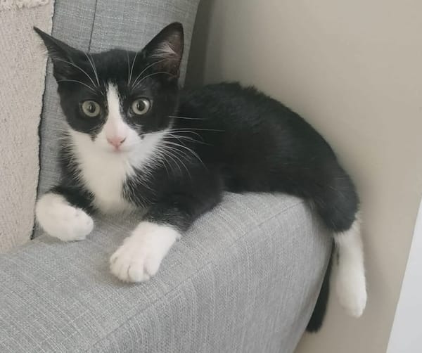 FILON A ADOPTER EN DUO OU SEUL SI DÉJÀ UN CHAT PRÉSENT CHEZ VOUS