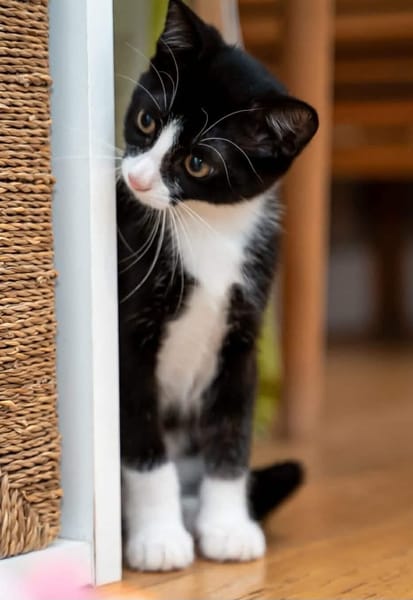 FILON A ADOPTER EN DUO OU SEUL SI DÉJÀ UN CHAT PRÉSENT CHEZ VOUS
