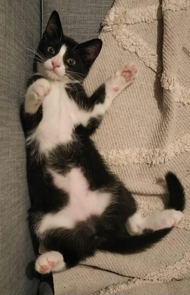 FILON A ADOPTER EN DUO OU SEUL SI DÉJÀ UN CHAT PRÉSENT CHEZ VOUS