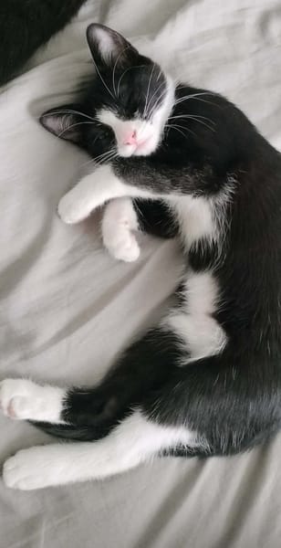 FILON A ADOPTER EN DUO OU SEUL SI DÉJÀ UN CHAT PRÉSENT CHEZ VOUS