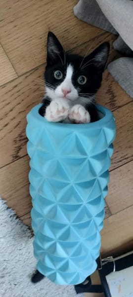 FILON A ADOPTER EN DUO OU SEUL SI DÉJÀ UN CHAT PRÉSENT CHEZ VOUS