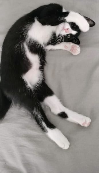 FILON A ADOPTER EN DUO OU SEUL SI DÉJÀ UN CHAT PRÉSENT CHEZ VOUS