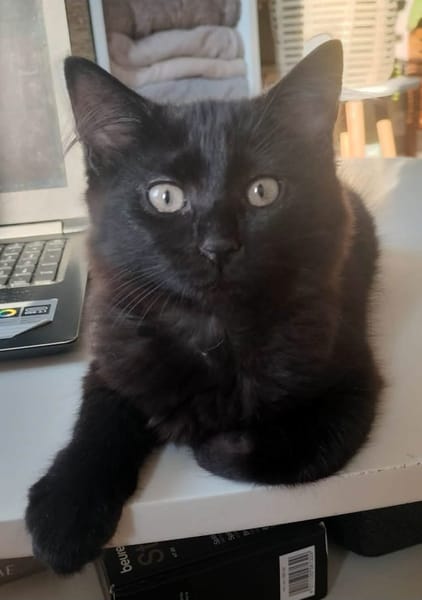COMBINE A ADOPTER EN DUO OU SEULE SI DEJA UN CHAT PRÉSENT CHEZ VOUS