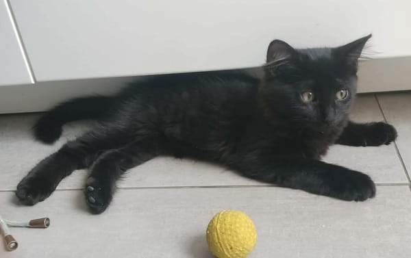 COMBINE A ADOPTER EN DUO OU SEULE SI DEJA UN CHAT PRÉSENT CHEZ VOUS
