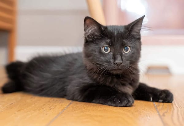COMBINE A ADOPTER EN DUO OU SEULE SI DEJA UN CHAT PRÉSENT CHEZ VOUS