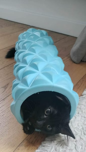 COMBINE A ADOPTER EN DUO OU SEULE SI DEJA UN CHAT PRÉSENT CHEZ VOUS