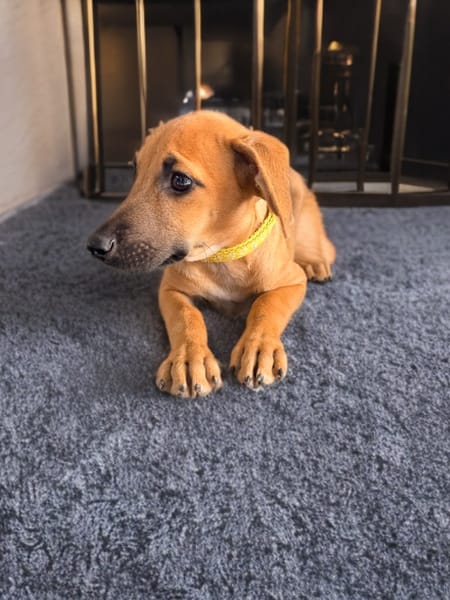 LUCIOLE, CHIOT FEMELLE BERGER CRÉOLE