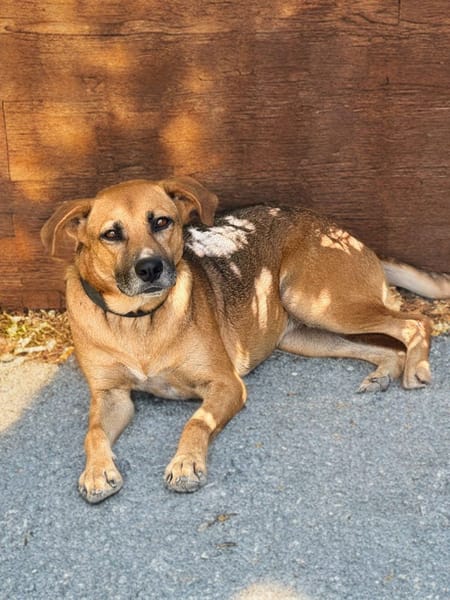 FAKIR chienne femelle Berger Créole Adorable!
