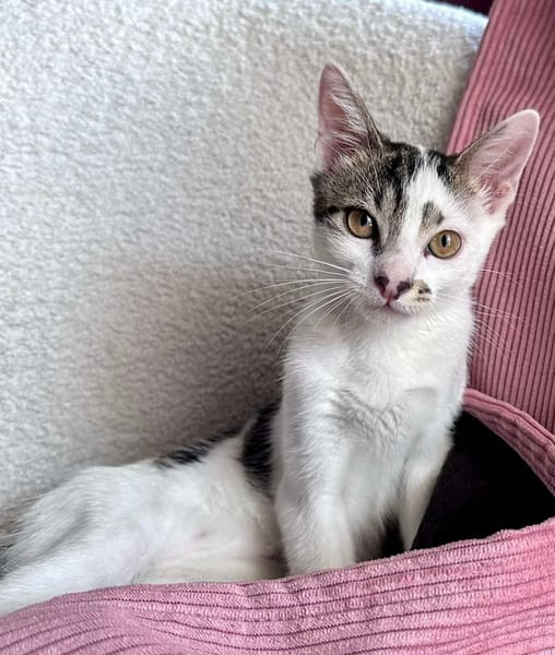 NEWTON A ADOPTER AVEC UN CHAT DÉJÀ PRÉSENT CHEZ VOUS