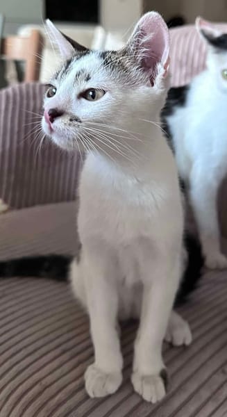 NEWTON A ADOPTER AVEC UN CHAT DÉJÀ PRÉSENT CHEZ VOUS