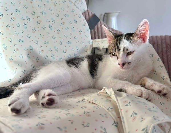 NEWTON A ADOPTER AVEC UN CHAT DÉJÀ PRÉSENT CHEZ VOUS