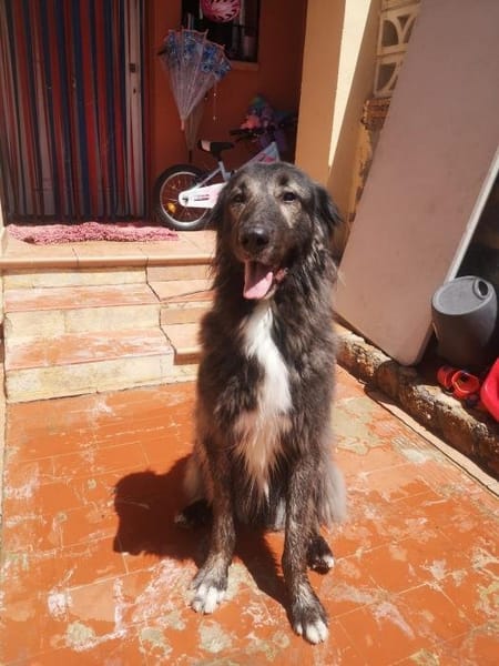 Loki