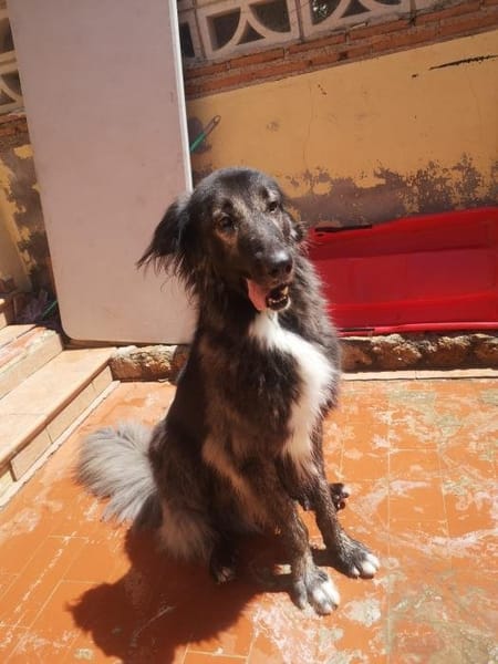 Loki