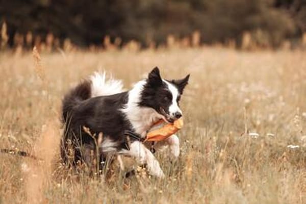 Kooperative Merle wartet in 15370 Petershagen.