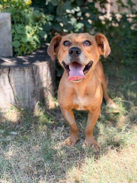 Lulu -Fröhliche kleine Hündin sucht ihr Für-immer-Zuhause!