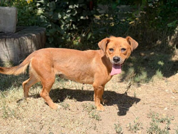 Lulu -Fröhliche kleine Hündin sucht ihr Für-immer-Zuhause!