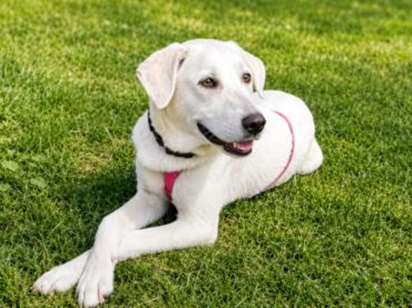 Canada möchte adoptiert werden