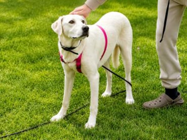 Canada möchte adoptiert werden
