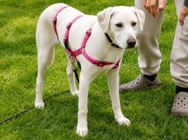 Canada möchte adoptiert werden