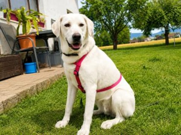 Canada möchte adoptiert werden