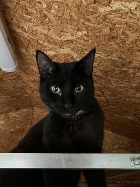 Levi