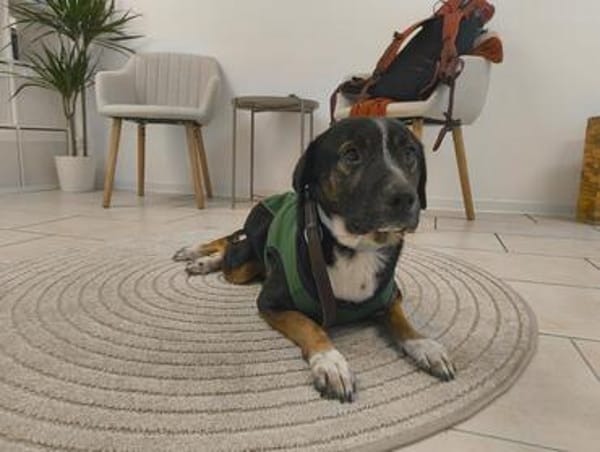 Elian - Toller Herzenshund sucht Zuhause