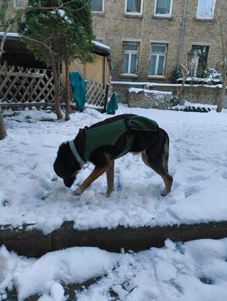 Elian - Toller Herzenshund sucht Zuhause