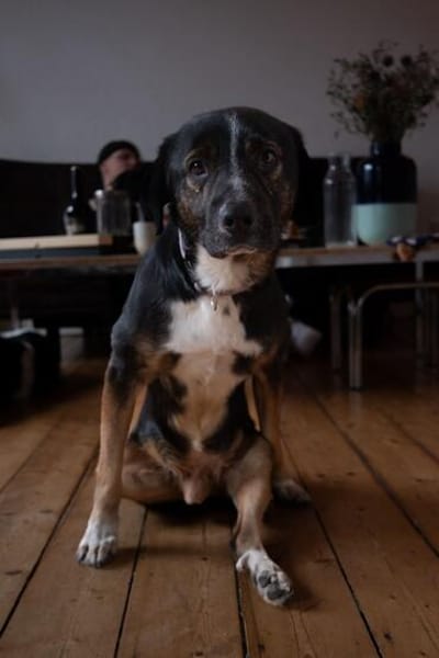Elian - Toller Herzenshund sucht Zuhause