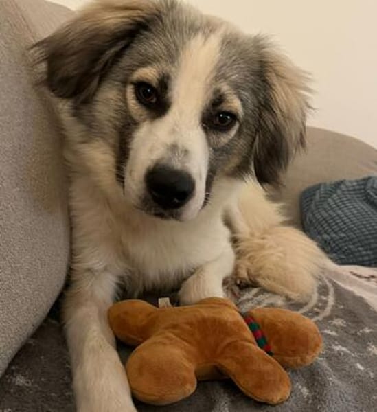 Willow - schüchterner Rüde sucht Familie